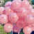 Rose red bow + double-layered pink balloons